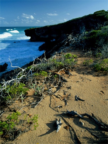 Man Island Bahamas (MF).jpg